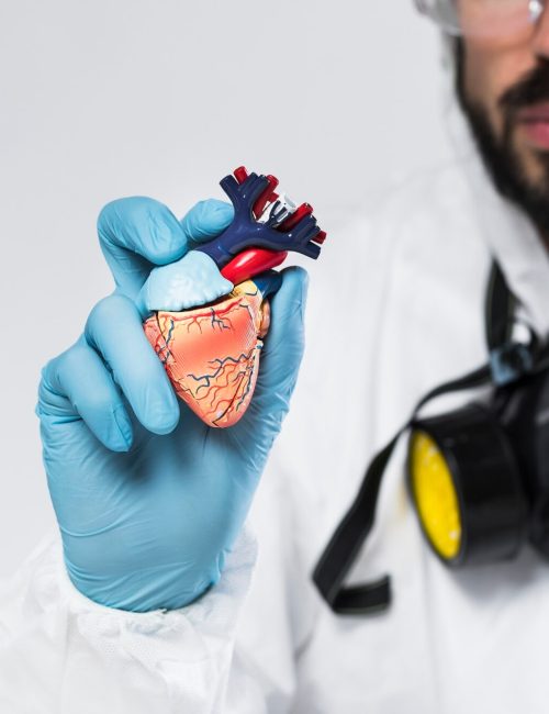 close-up-adult-male-holding-sample-heart_23-2148439992