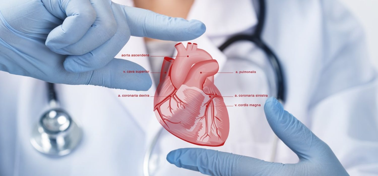 Doctor holding heart